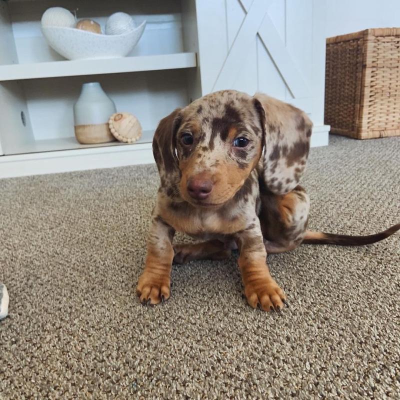 Dachshund Puppies For Adoption Image eClassifieds4u