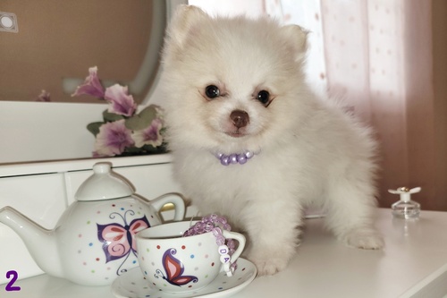 Family raised Party Pomeranian puppies. Image eClassifieds4u