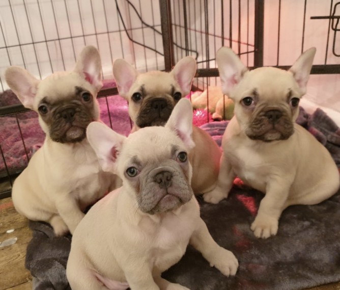 French Bulldog Puppies offers all veterinary checks Image eClassifieds4u