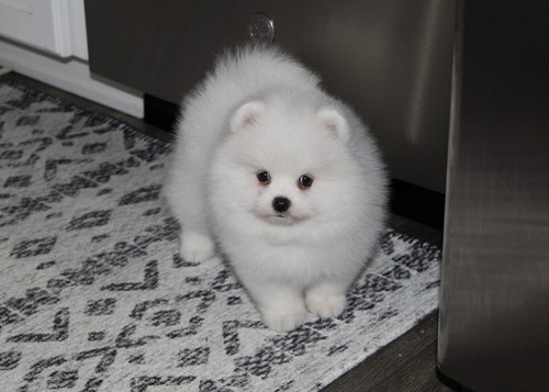 Home raised Pomeranian puppies ready for sale. Image eClassifieds4u