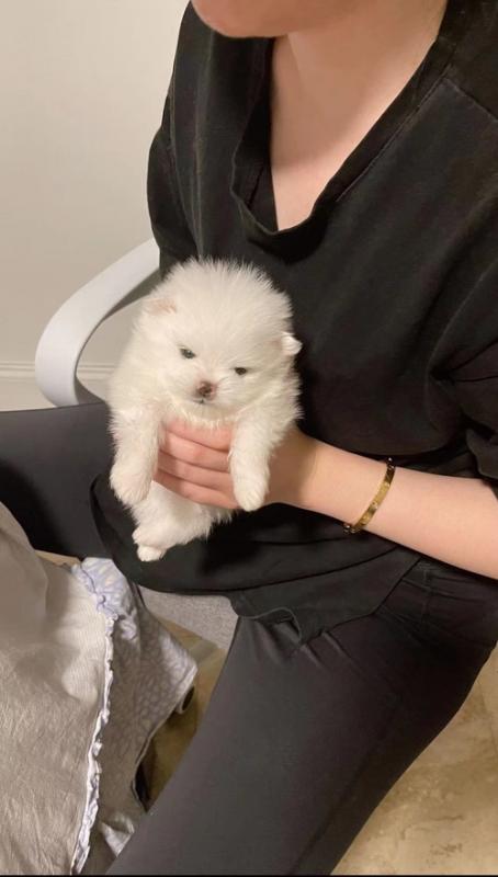 litter off little Pomeranian puppies. Image eClassifieds4u