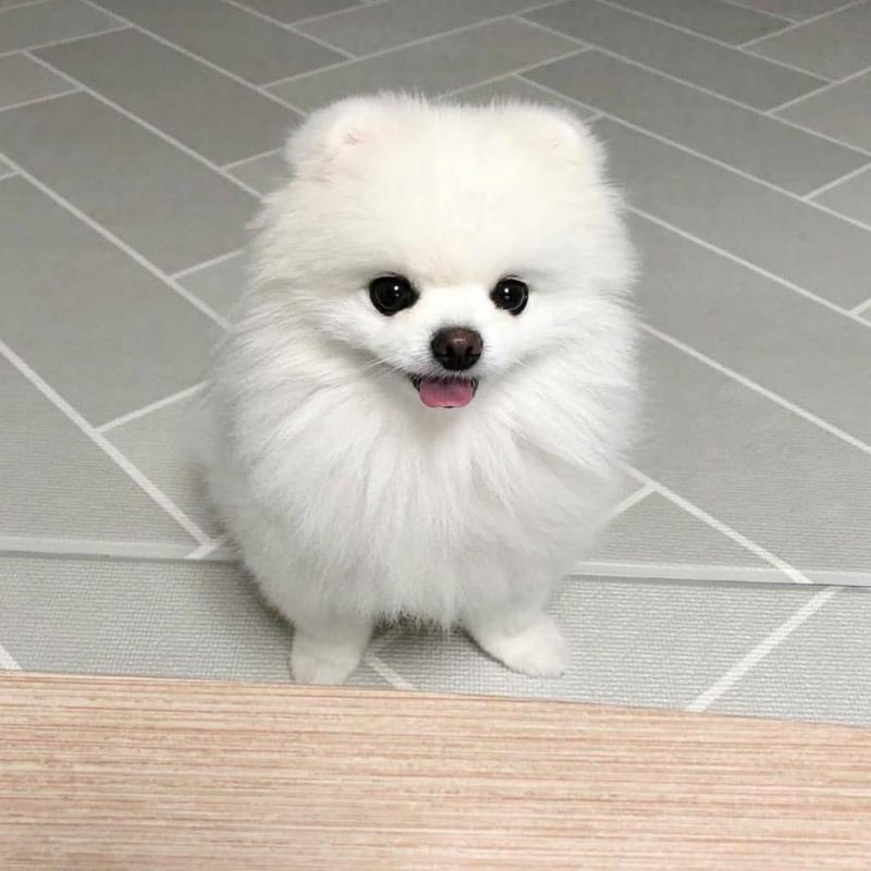 Lovely pomeranian puppies for your home*** Image eClassifieds4u