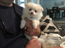 2 beautiful teacup Pomeranian puppies. Image eClassifieds4U