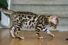 Bengal Kittens Beautifully Brown. Image eClassifieds4u 1