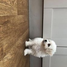 Bichon Frise Puppies For Adoption Image eClassifieds4U