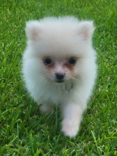 Cute Pomeranian Puppies for Adoption Image eClassifieds4u 2