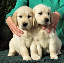 Lovely Golden retriever puppies for your home... Image eClassifieds4U