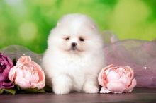 Lovely teacup Pomeranian puppies for sale. Image eClassifieds4u 2