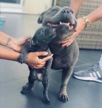 Pitbull Puppies For Adoption Image eClassifieds4u 2