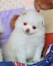 Pomeranian puppies available, ready now to leave mum. Image eClassifieds4U