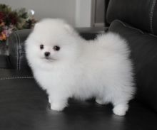 Quality, AKC registered male and female T-Cup Pomeranian puppies for sale. Image eClassifieds4u 2