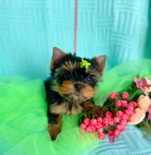 Teacup yorkie puppy Image eClassifieds4u 2