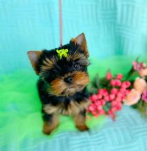 Teacup yorkie puppy Image eClassifieds4u 3