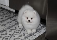 Two little Pomeranian puppies for adoption. Image eClassifieds4U