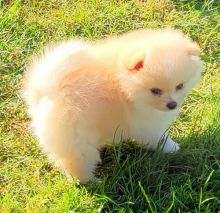 Very small Pomeranian puppies. Image eClassifieds4u 1