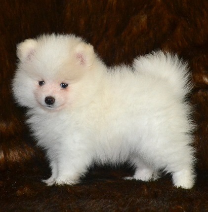 Pomeranian Puppies - $450 Image eClassifieds4u