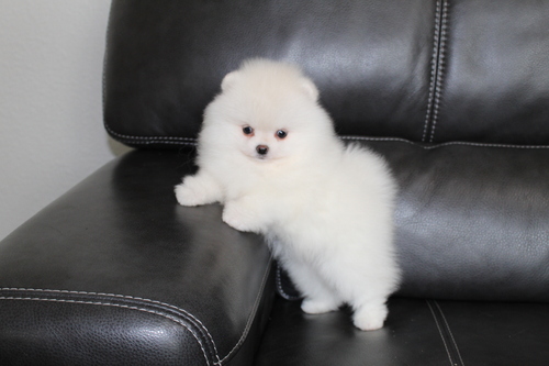 Pomeranian Puppies for Adoption Image eClassifieds4u