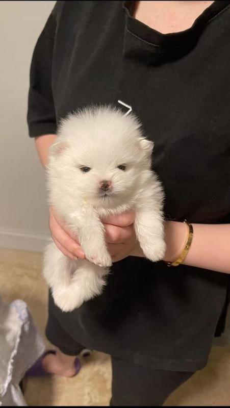 Pomeranian Pups for Adoption Image eClassifieds4u