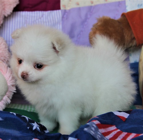 Quality Pomeranian puppies for sale. Image eClassifieds4u