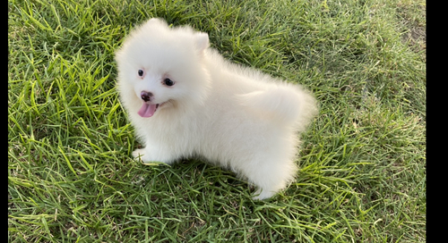 Teacup Pomeranian puppies for caring homes. Image eClassifieds4u