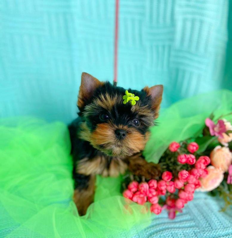 Teacup yorkie puppy Image eClassifieds4u
