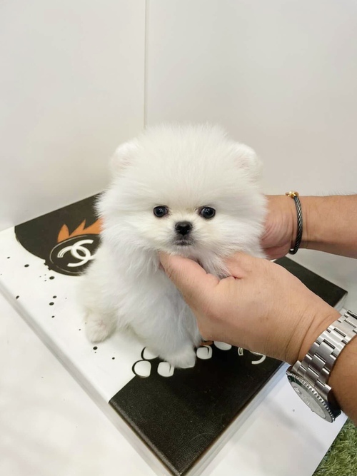 Tiny Pomeranian Puppies Image eClassifieds4u