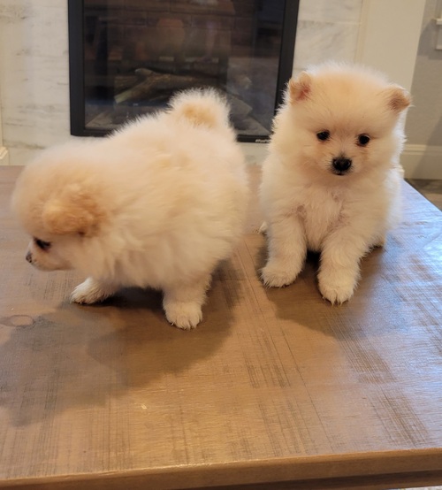 Tiny Pomeranian puppies for sale. Image eClassifieds4u