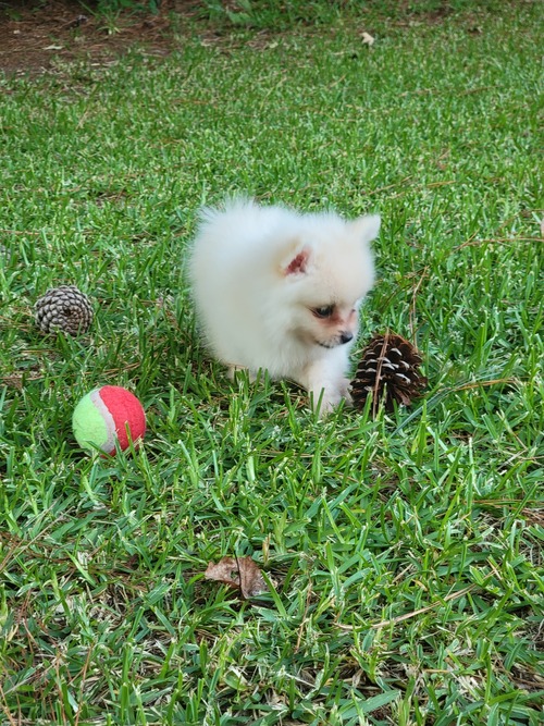 Wonderful Teacup Pomeranian Puppies for adoption Image eClassifieds4u