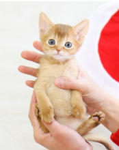 Abyssinian kittens for sale