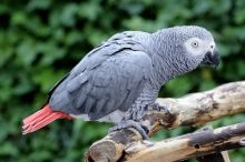 African gray parrots with all health papers (rhinatarnja@gmail.com)