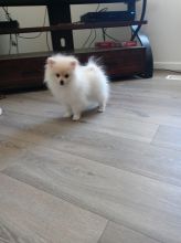 AKC Registered Pomeranian puppies for sale.