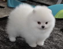 Cutest Pomeranian Puppies for Sale