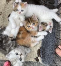 Exotic kittens for sale