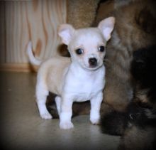 Observant chihuahua puppy for the best home.