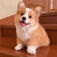 Pembroke Welsh Corgi