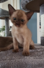 Pure pedigree Burmese kittens