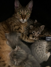 Savannah Kittens - Ready Now