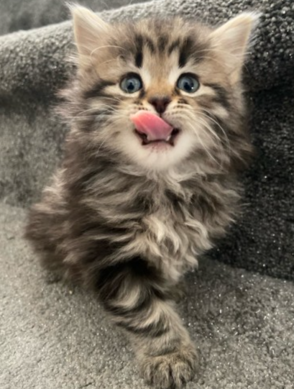 Beautiful Ragamuffin Kittens Image eClassifieds4u