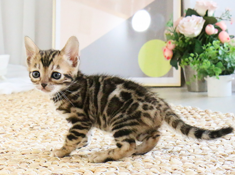 Bengal Kittens for rehoming Image eClassifieds4u