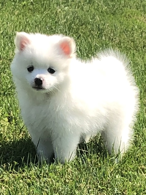 Gorgeous Teacup Pomeranian Puppies Image eClassifieds4u