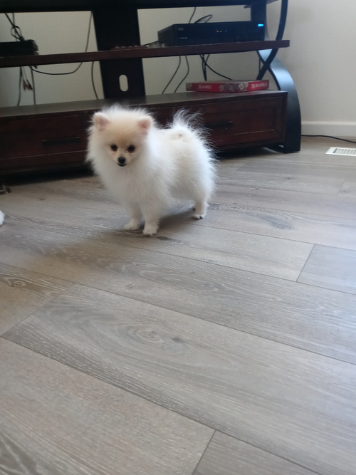 Home raised Pomeranian puppies up for sale. Image eClassifieds4u