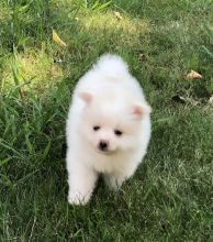 2 beautiful purebred Pomeranian puppies Image eClassifieds4U