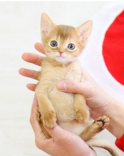 Abyssinian kittens for sale Image eClassifieds4u 1