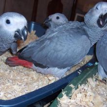 African gray parrots with all health papers (rhinatarnja@gmail.com) Image eClassifieds4u 2