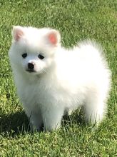 Gorgeous Teacup Pomeranian Puppies Image eClassifieds4U