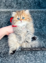 Persian kittens available Image eClassifieds4u 2