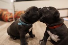 Pocket bully puppies Image eClassifieds4u 3