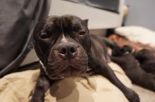 Pocket bully puppies Image eClassifieds4u 2