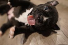 Pocket bully puppies Image eClassifieds4u 1