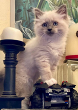 Ragdoll kittens for sale Image eClassifieds4u 3